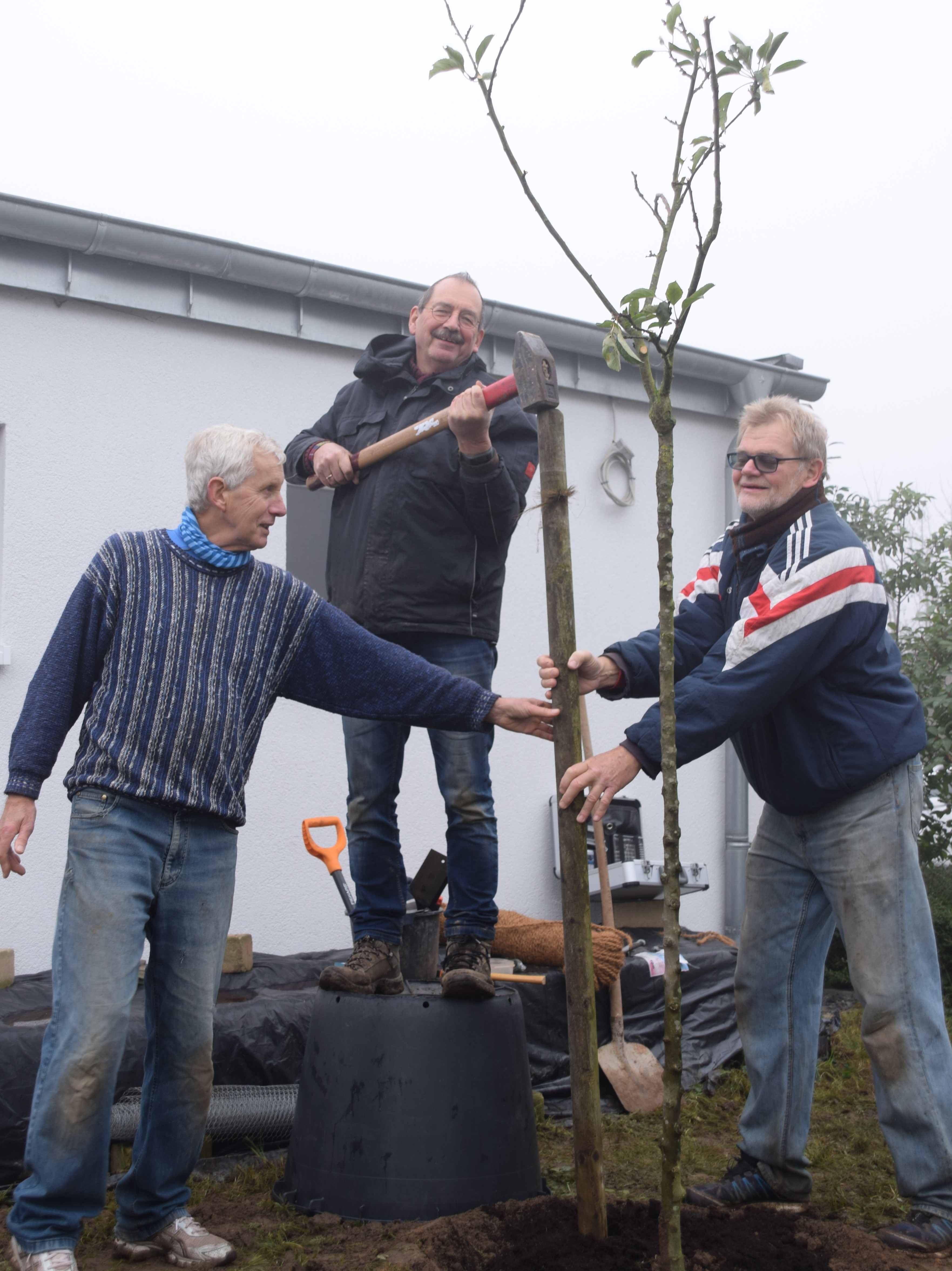 NABU Mitglieder Uwe Krüger (li) und Hans-Jörg Klingebeil (Mitte) setzen mit Unterstützung des TuS Vorsitzenden Fritz Wellmann einen von drei Apfelbäumen ein (Foto: Irene Wellmann)